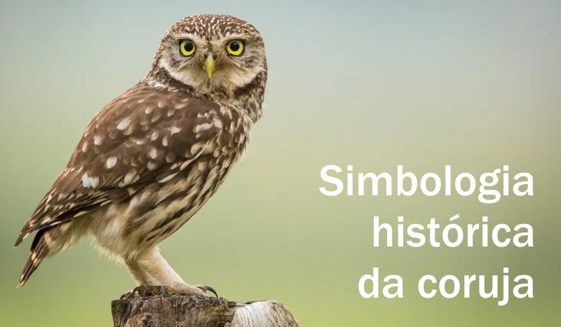 simbologia historica da coruja