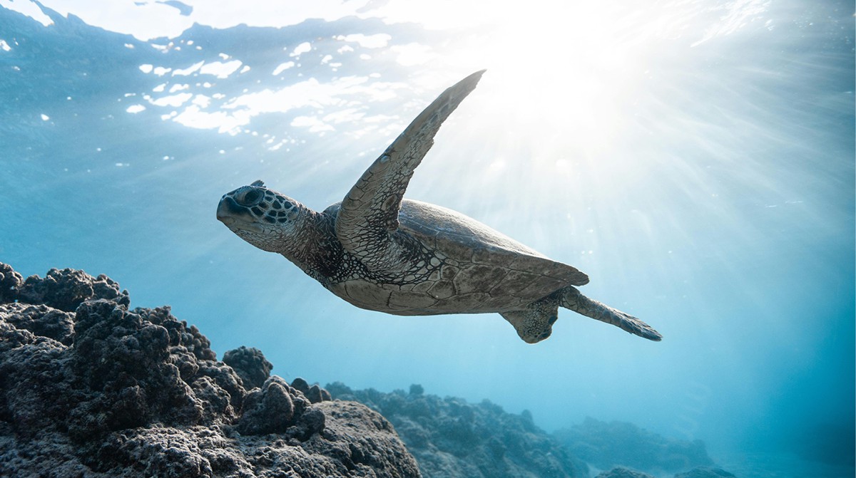 marca empresa ambiente ambiental nome fantasia processo protecao