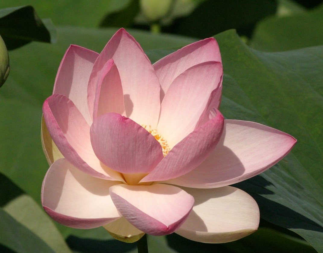 nelumbo nucifera lotus india simbologia
