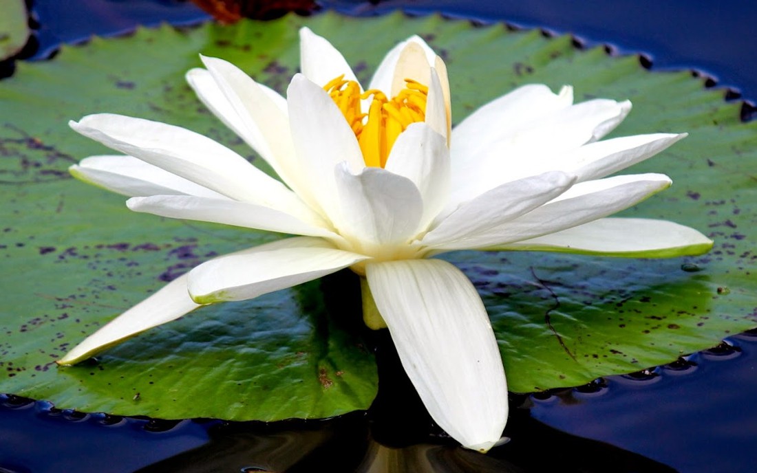 ninfeias ou lirios-dagua Nymphaea spp simbolo historico