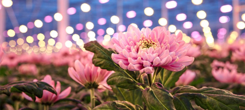 nome fantasia marca floricultura flor cesta presentes arranjo floral coroa cultivo jardim produtor