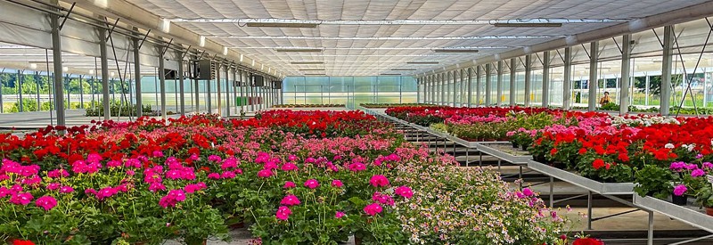 nome fantasia marca floricultura flores cesta presentes arranjo floral coroa cultivo jardim produtor