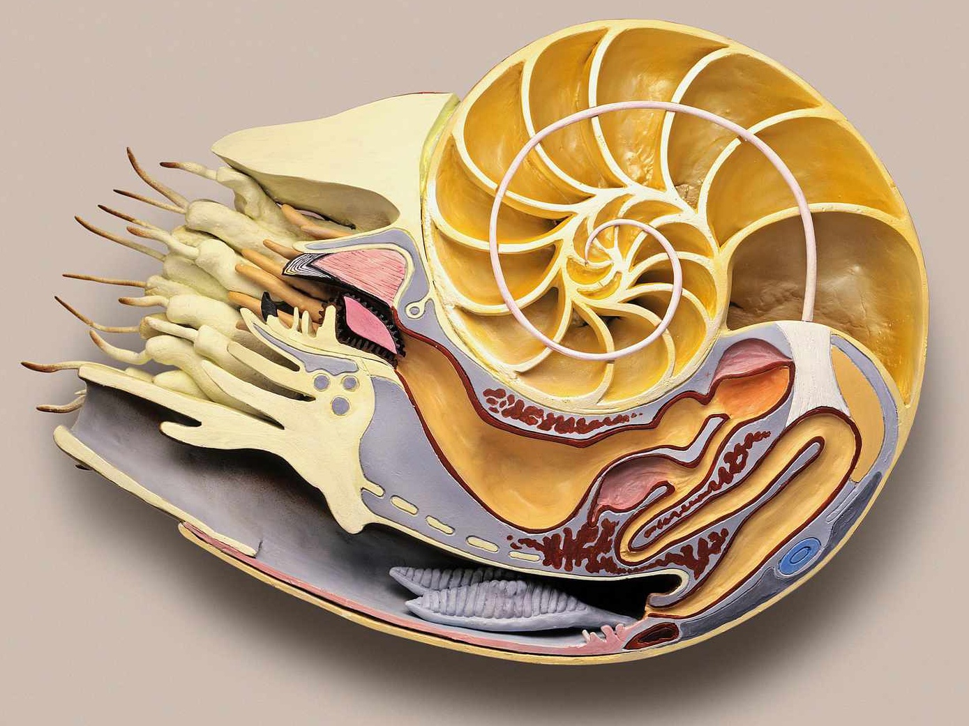 nautilus