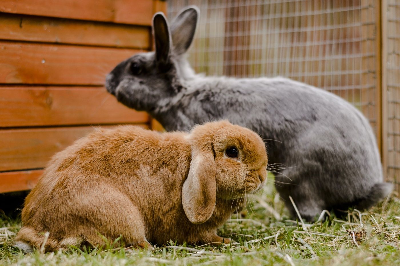 simbolismo cultural do coelho