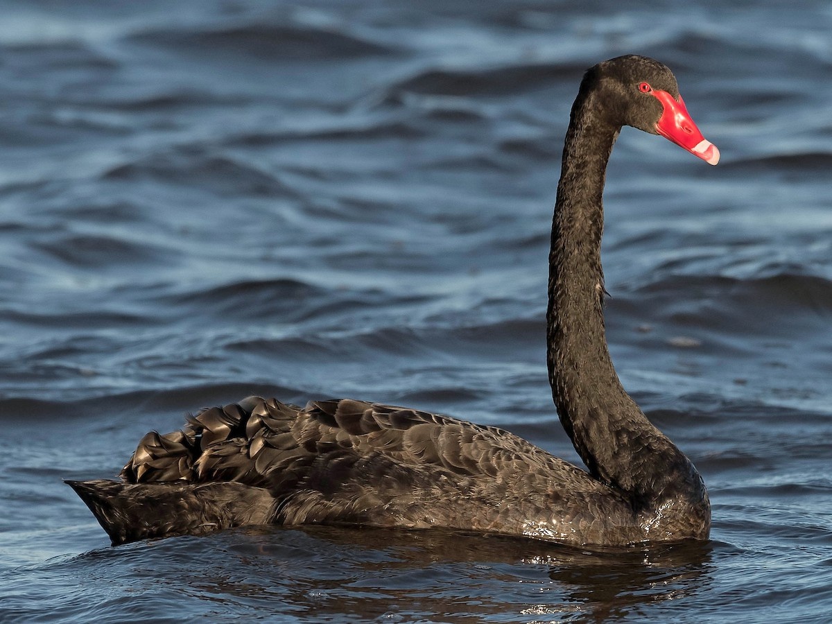 simbolismo historica cultural do cisne negro