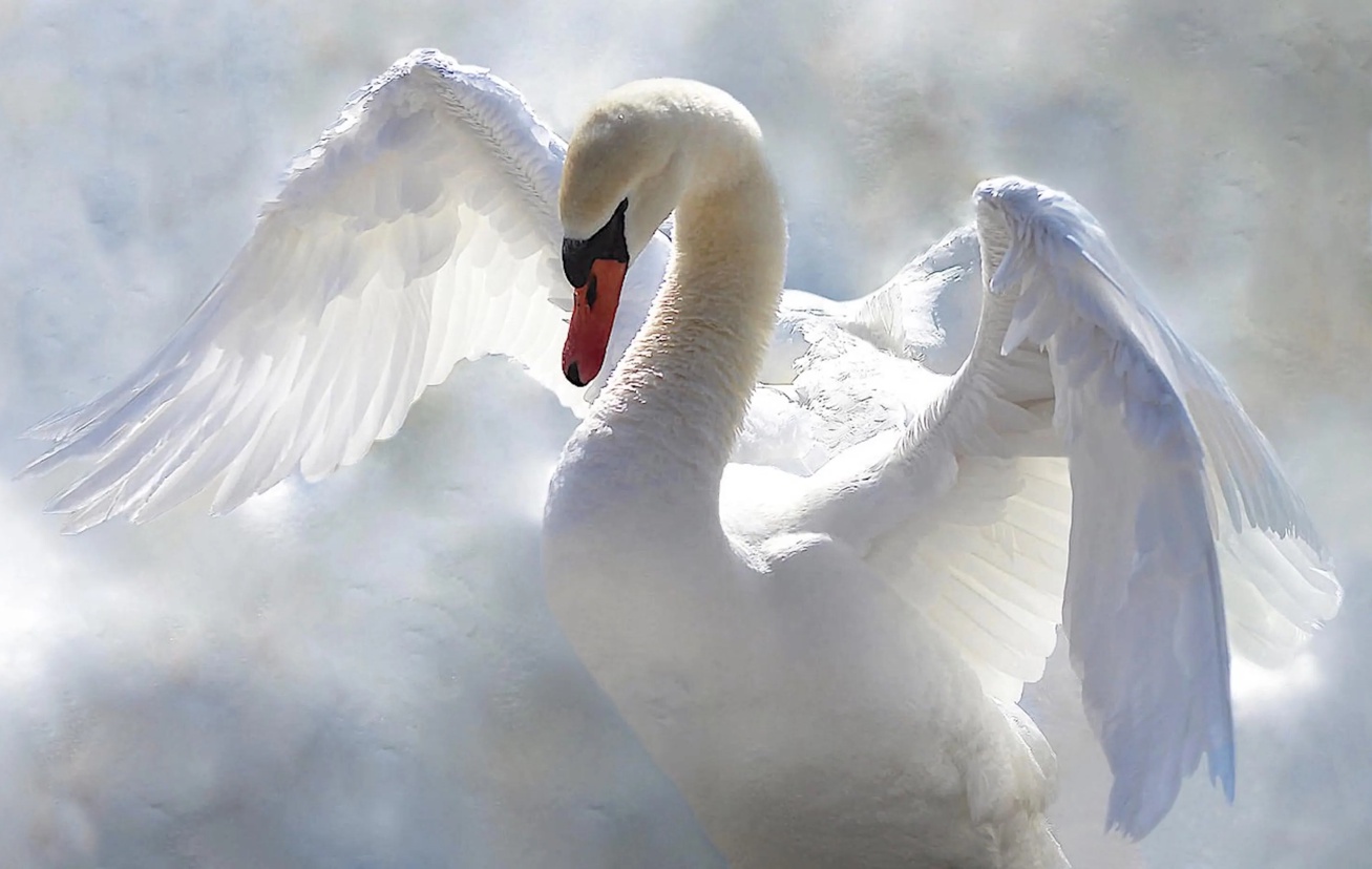 simbolismo historica cultural do cisne